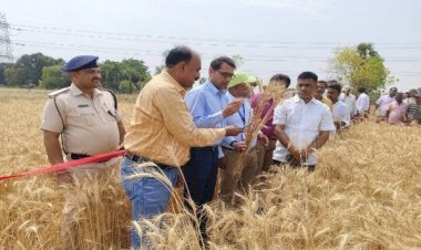 आरा : अचानक हंसुआ लेकर खेत में उतरे DM साहब, दौड़कर पहुंचे किसान, मोबाइल से वीडियो बनाते रहे अधिकारी...