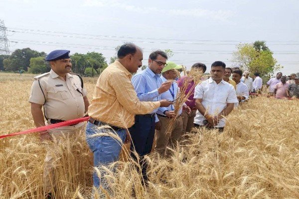 आरा : अचानक हंसुआ लेकर खेत में उतरे DM साहब, दौड़कर पहुंचे किसान, मोबाइल से वीडियो बनाते रहे अधिकारी...